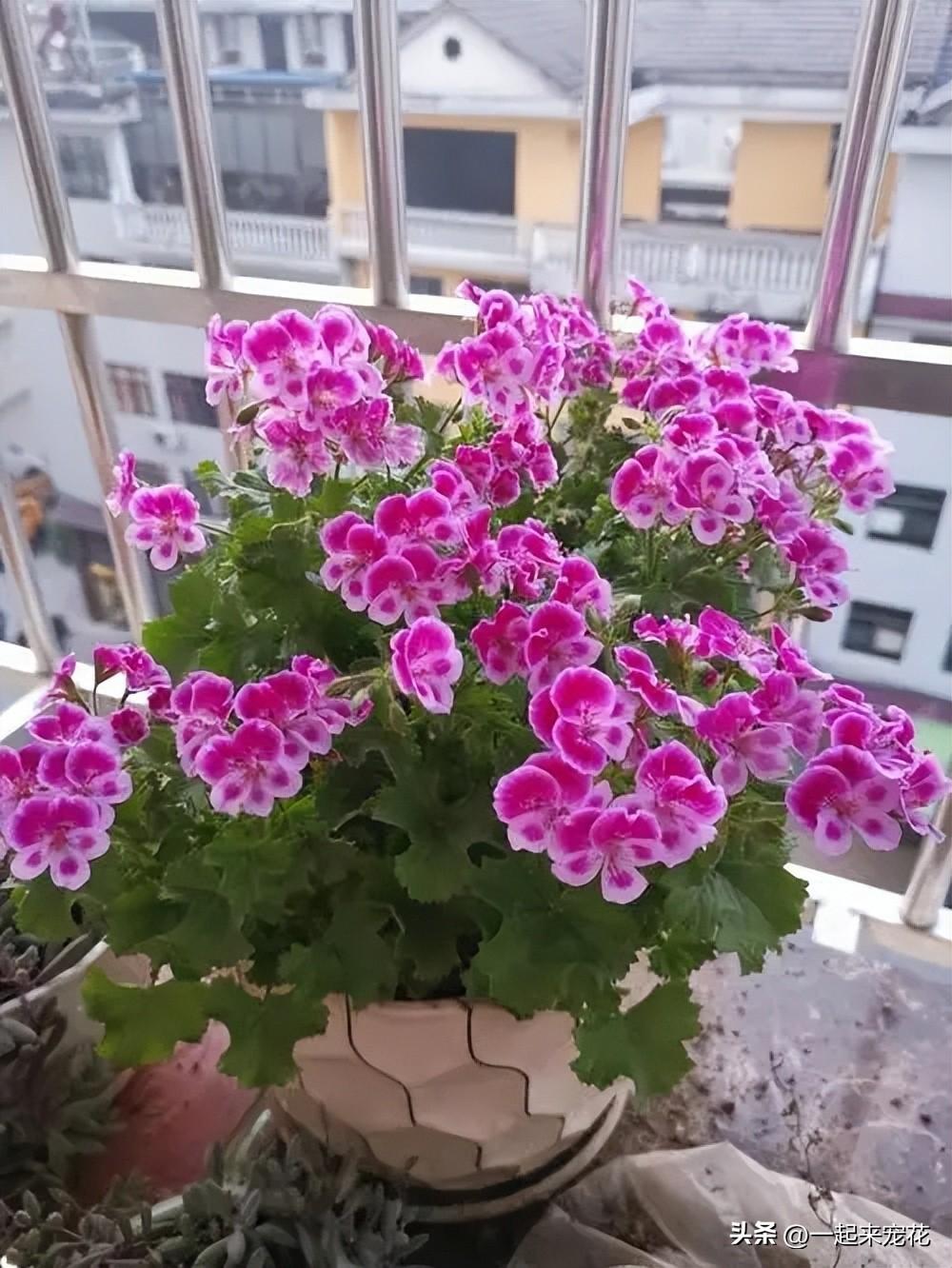 臥室養花可以用吡蟲啉嗎_臥室可以養花嗎_臥室養花可以開空調嗎