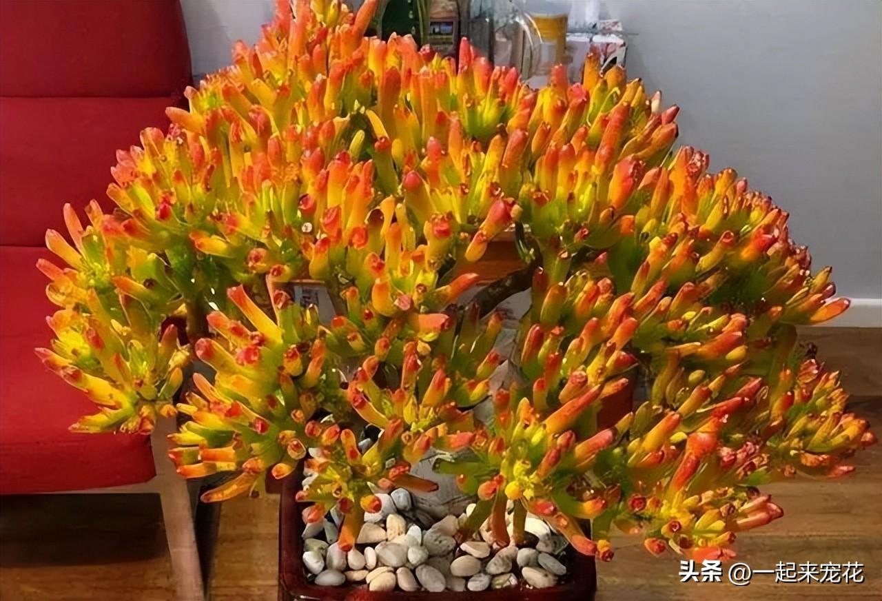 臥室可以養花嗎_臥室養花可以用吡蟲啉嗎_臥室養花可以開空調嗎