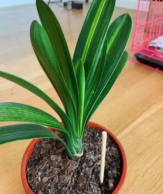 花盆沒有孔花能活么_花盆沒有孔可以養花嗎_花盆沒有孔可以種菜嗎