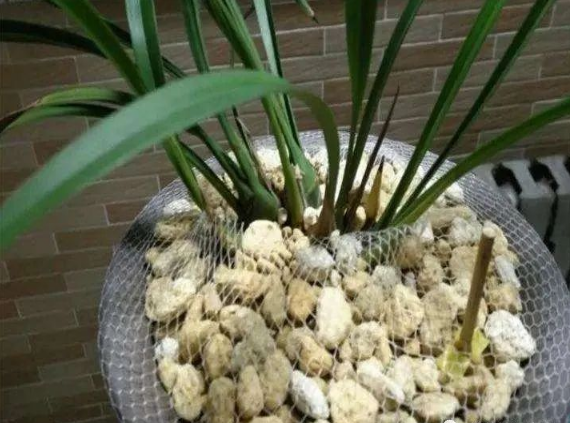 花盆沒有孔可以養花嗎_花盆沒有孔花能活么_花盆沒有孔可以種菜嗎