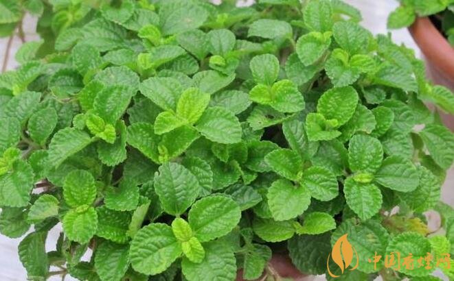 室內干燥養什么植物最好_干燥室內養植物好嗎_干燥的室內養什么植物