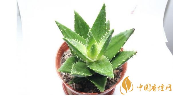 室內干燥養什么植物最好_干燥室內養植物好嗎_干燥的室內養什么植物