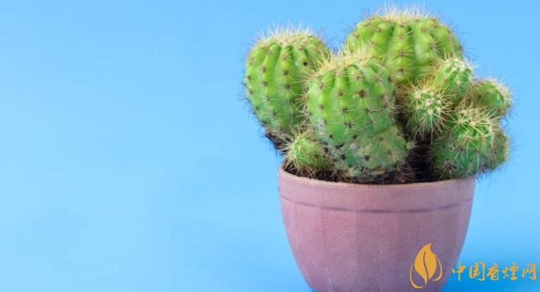 干燥室內養植物好嗎_室內干燥養什么植物最好_干燥的室內養什么植物