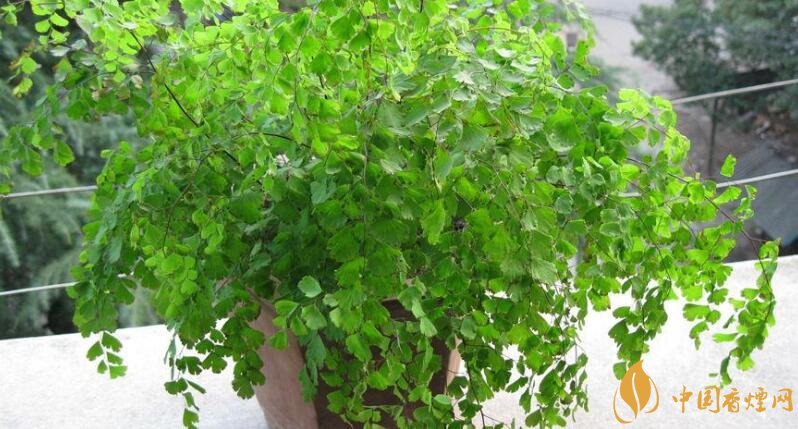 干燥的室內養什么植物_干燥室內養植物好嗎_室內干燥養什么植物最好