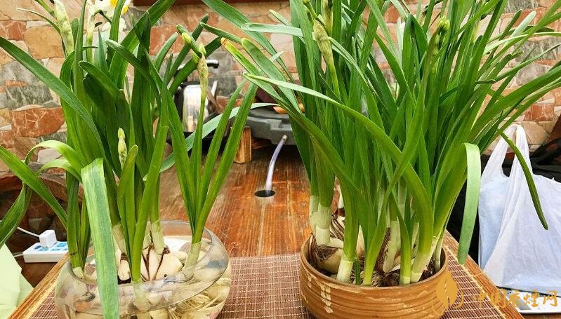 室內干燥養什么植物最好_干燥室內養植物好嗎_干燥的室內養什么植物