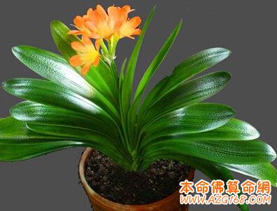 客廳適合養的8種植物_客廳種植養物適合什么花盆_客廳種植養物適合放什么花