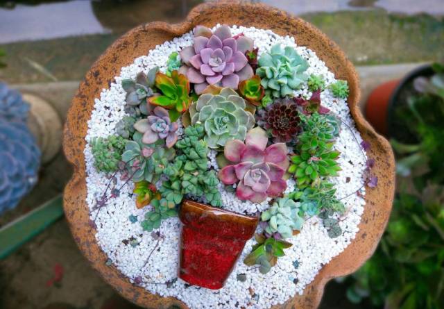 多肉植物識別大全_看多肉植物_看一下多肉植物