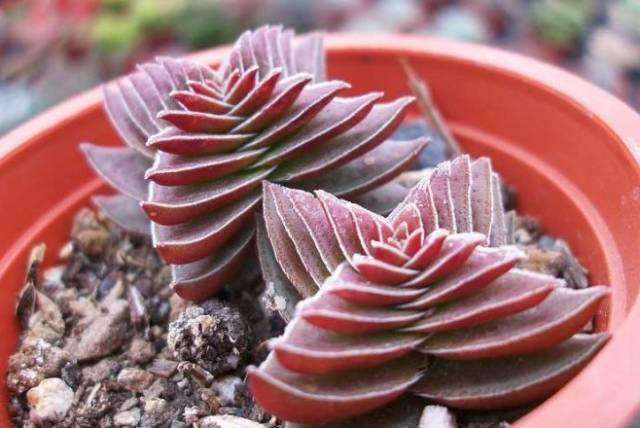 多肉植物識別大全_看多肉植物_看一下多肉植物