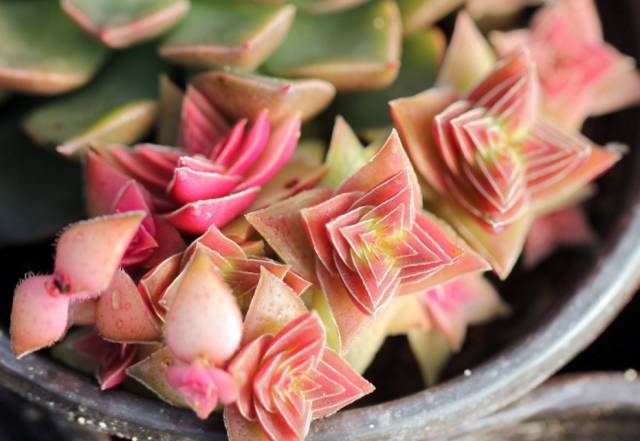 多肉植物識別大全_看一下多肉植物_看多肉植物