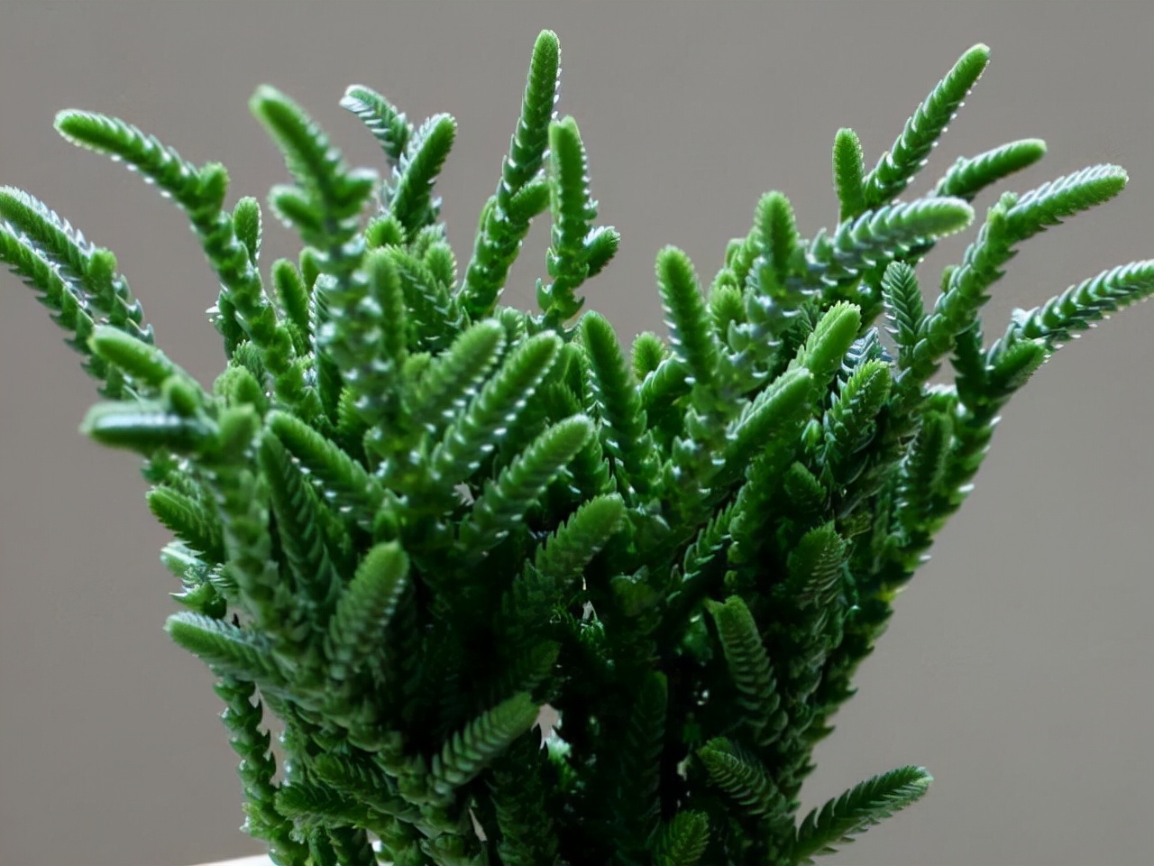 室內養植物多肉怎么養_多肉植物室內養_室內養植物多肉好嗎