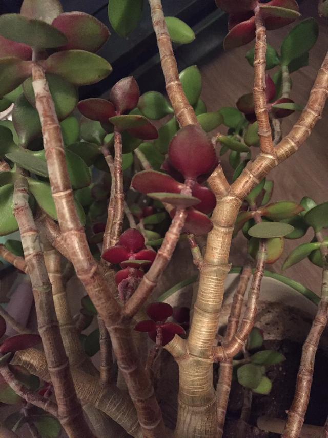 室內養植物多肉好嗎_室內養植物多肉怎么養_多肉植物室內養