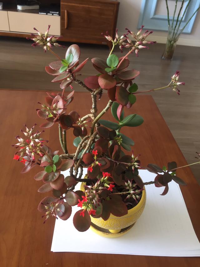 室內養植物多肉怎么養_多肉植物室內養_室內養植物多肉好嗎