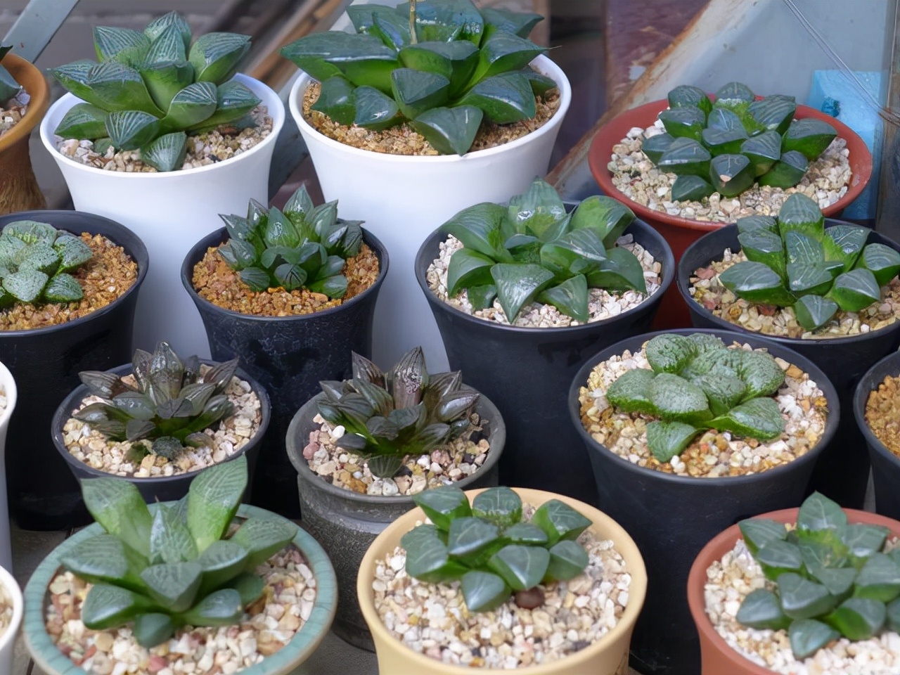 多肉植物室內養_室內養植物多肉好嗎_室內養植物多肉怎么養