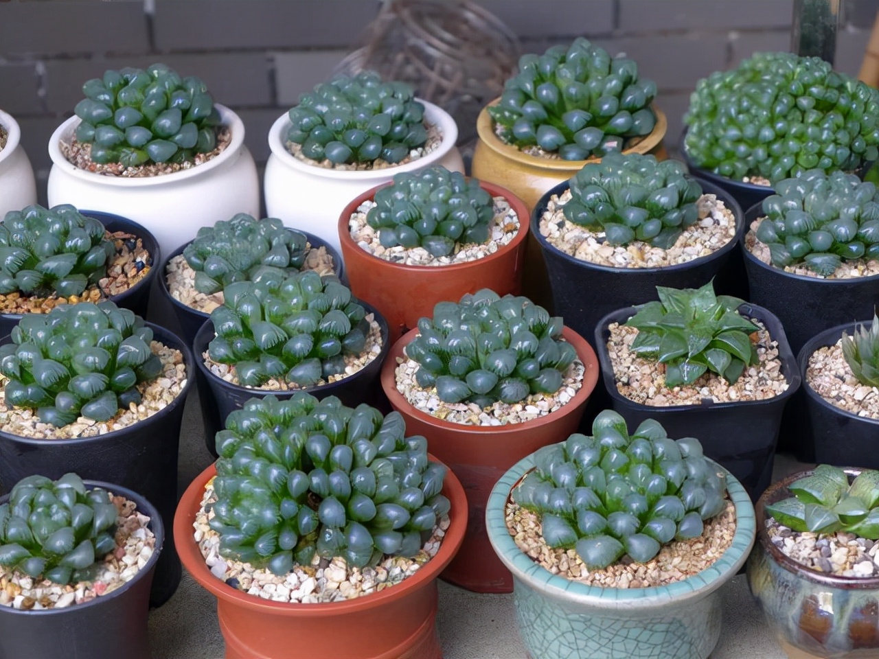 室內養植物多肉怎么養_室內養植物多肉好嗎_多肉植物室內養