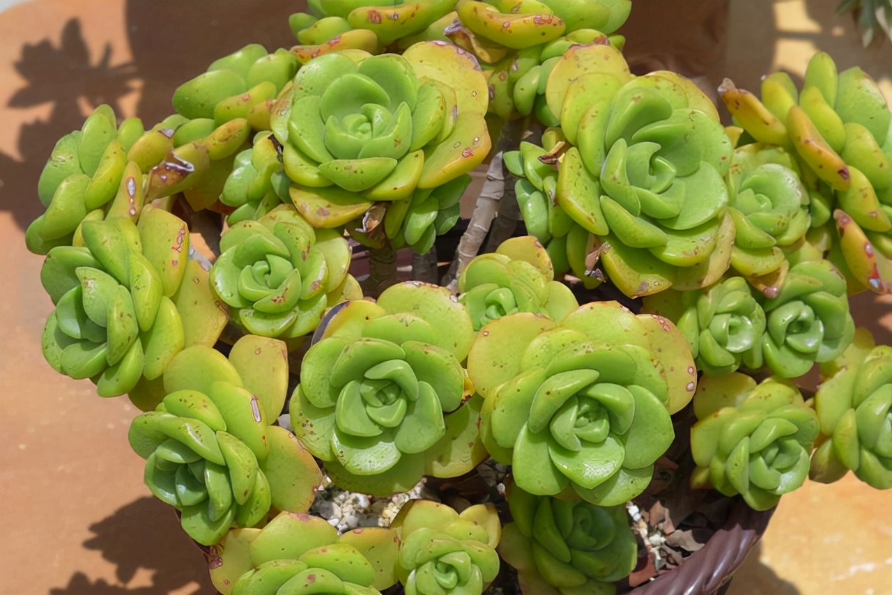 室內養植物多肉好嗎_多肉植物室內養_室內養植物多肉怎么養