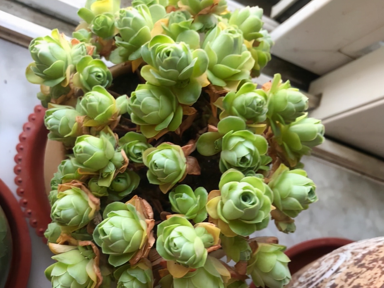 室內養植物多肉怎么養_多肉植物室內養_室內養植物多肉好嗎