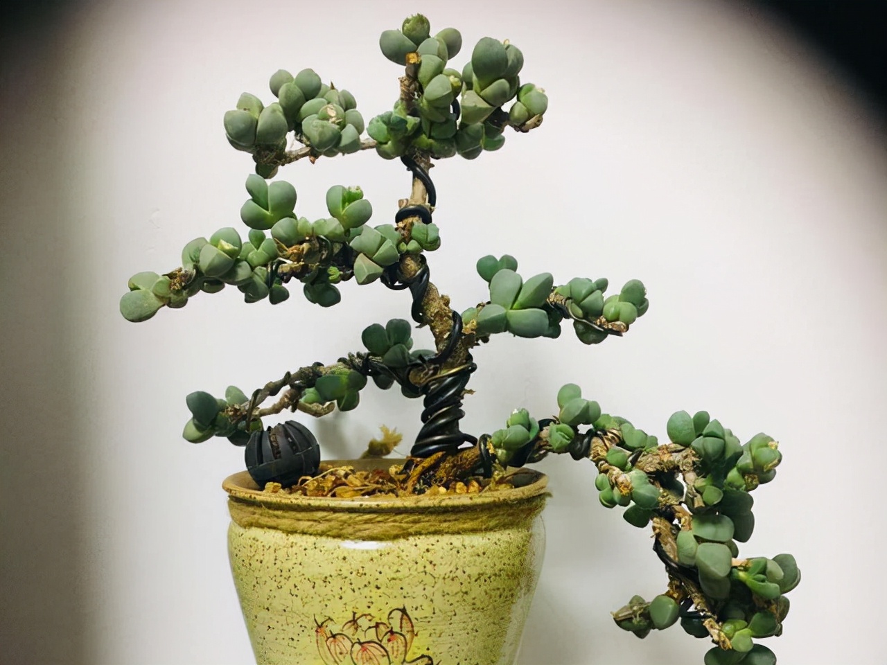 室內養植物多肉怎么養_室內養植物多肉好嗎_多肉植物室內養