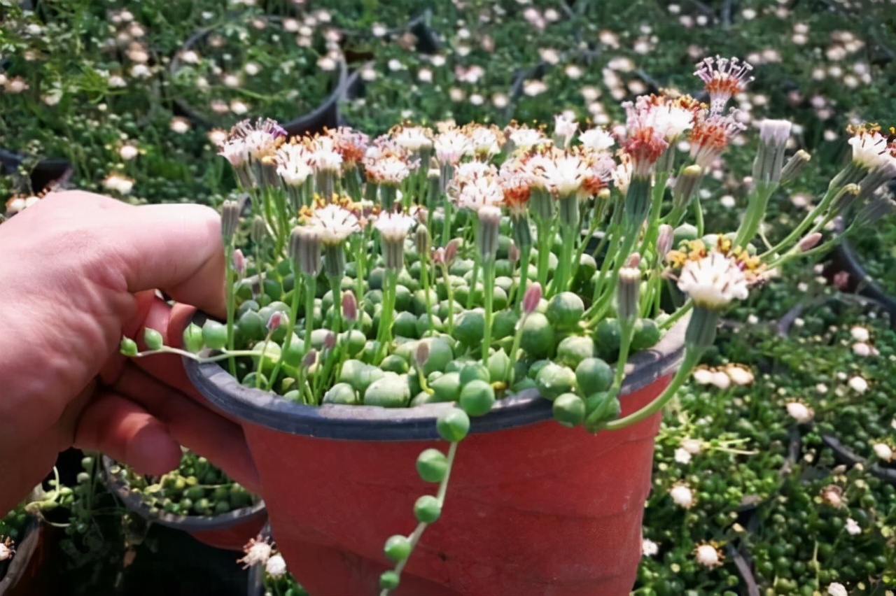 室內養植物多肉好嗎_室內養植物多肉怎么養_多肉植物室內養