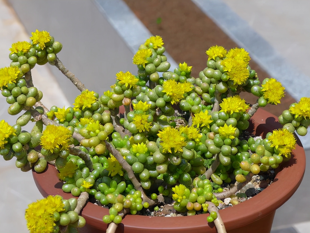 多肉植物室內養_室內養植物多肉好嗎_室內養植物多肉怎么養