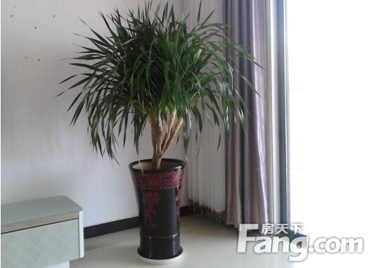 客廳大型綠植適合放什么_適合放客廳的綠植_客廳綠植適合放什么