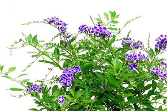 巧克力花冬天怎么養_巧克力花冬天能修剪嗎_巧克力花過冬