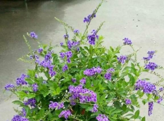 巧克力花冬天怎么養_巧克力花冬天能修剪嗎_巧克力花過冬