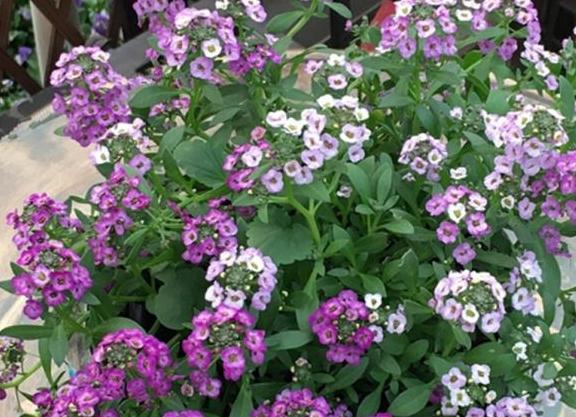 巧克力花冬天能修剪嗎_巧克力花冬天怎么養_巧克力花過冬