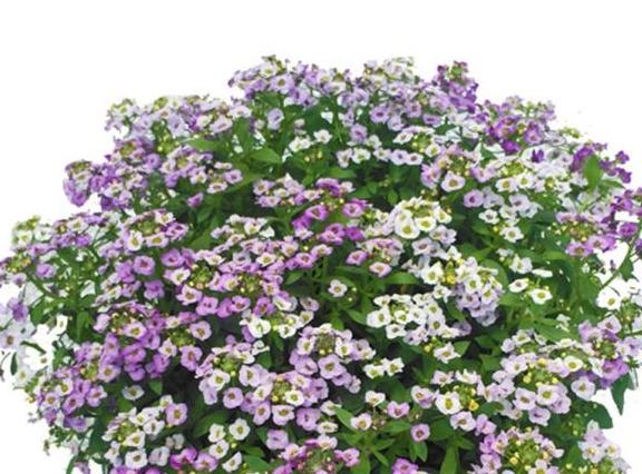 巧克力花冬天能修剪嗎_巧克力花過冬_巧克力花冬天怎么養