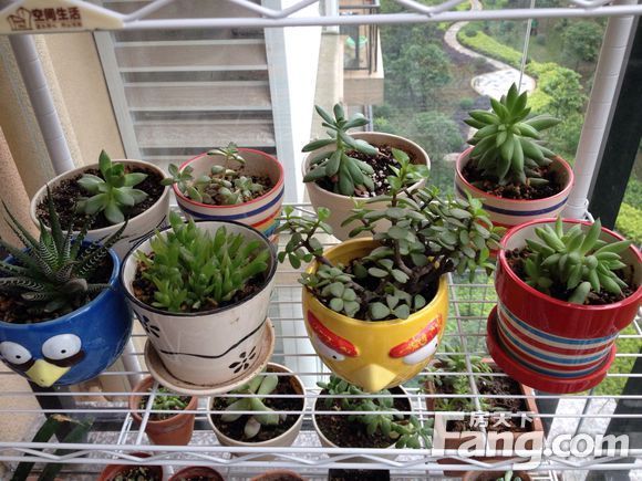 風(fēng)水陽臺適合養(yǎng)什么花_陽臺養(yǎng)植物風(fēng)水禁忌_陽臺適合養(yǎng)什么植物風(fēng)水好