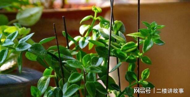 凈化空氣植物多肉怎么養(yǎng)_凈化空氣植物多肉_凈化空氣植物多肉好養(yǎng)嗎