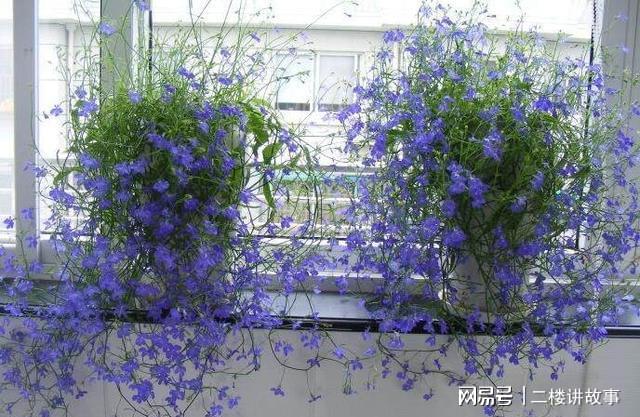 凈化空氣植物多肉_凈化空氣植物多肉好養(yǎng)嗎_凈化空氣植物多肉怎么養(yǎng)