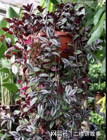 凈化空氣植物多肉_凈化空氣植物多肉怎么養(yǎng)_凈化空氣植物多肉好養(yǎng)嗎