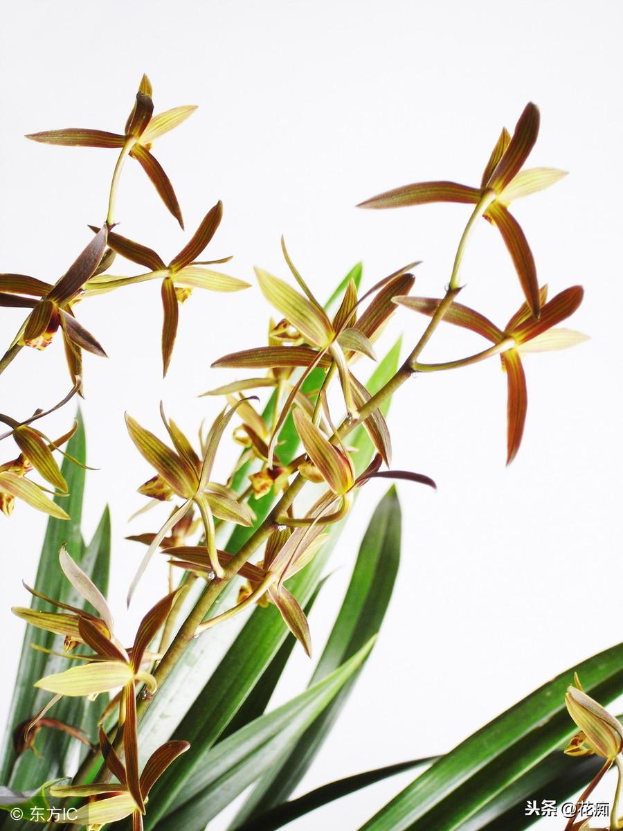 冬養綠植適合天然環境嗎_冬天適合養植物_適合冬天養的綠植