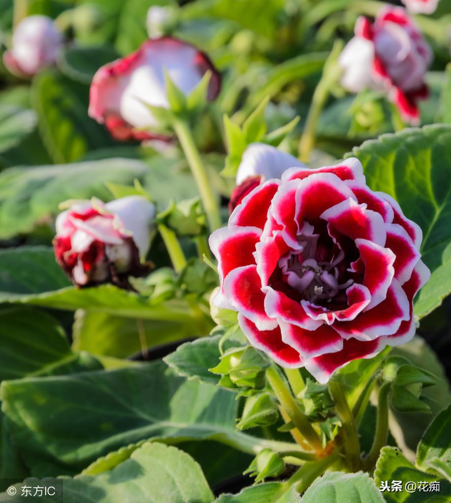 適合冬天養的綠植_冬養綠植適合天然環境嗎_冬天適合養植物