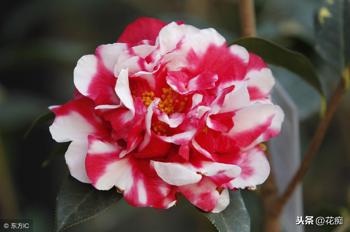 冬天適合養植物_適合冬天養的綠植_冬養綠植適合天然環境嗎