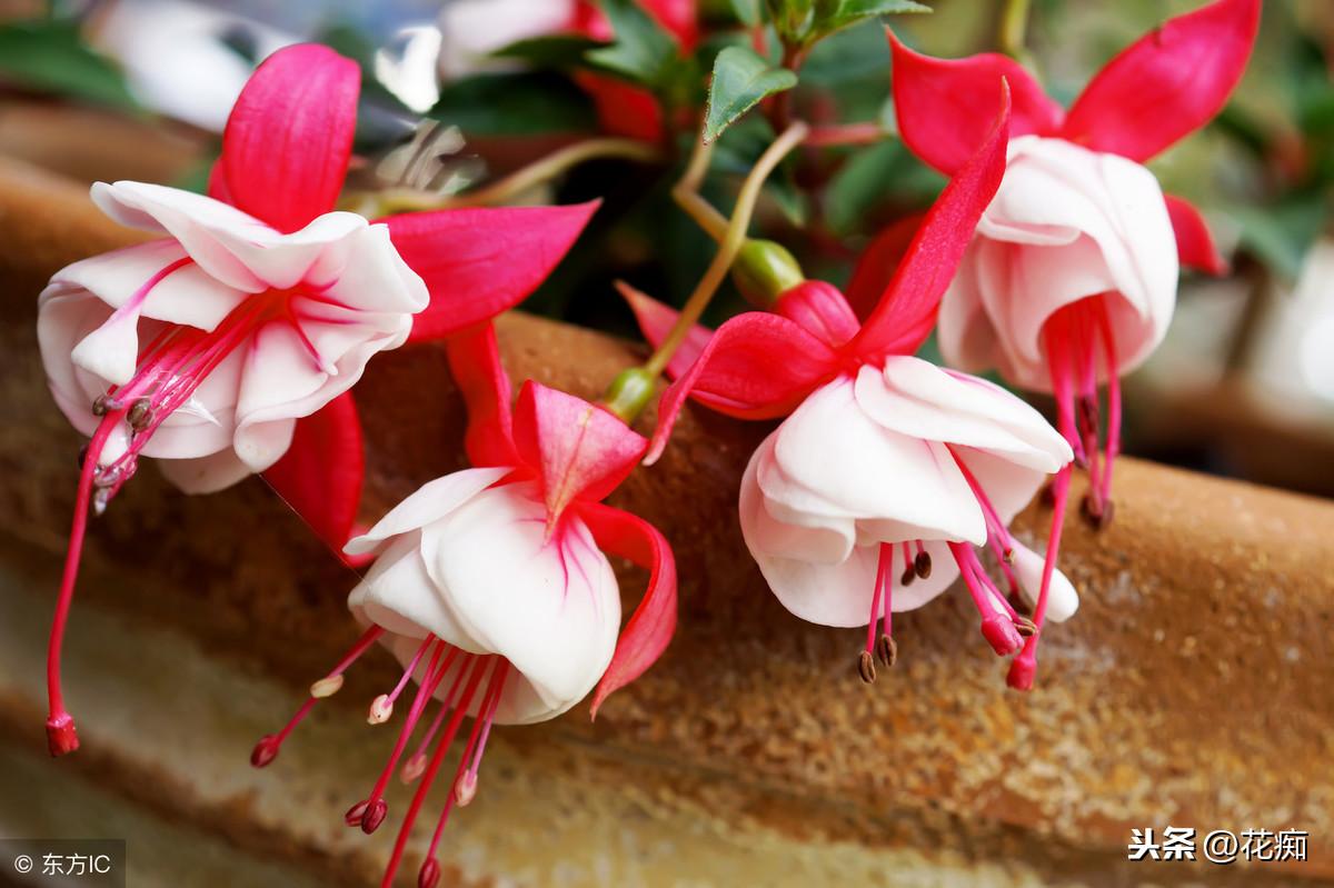 冬養綠植適合天然環境嗎_冬天適合養植物_適合冬天養的綠植