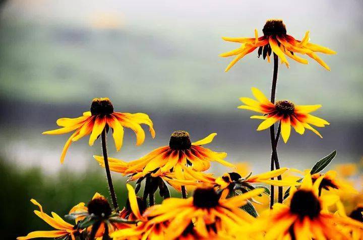 27種花園常用宿根花卉，你種過幾種？