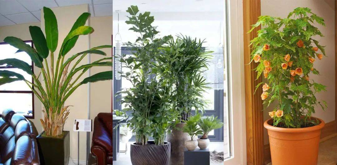 室內比較好養(yǎng)的植物_室內養(yǎng)什么植物最好排名_室內植物哪個好養(yǎng)活