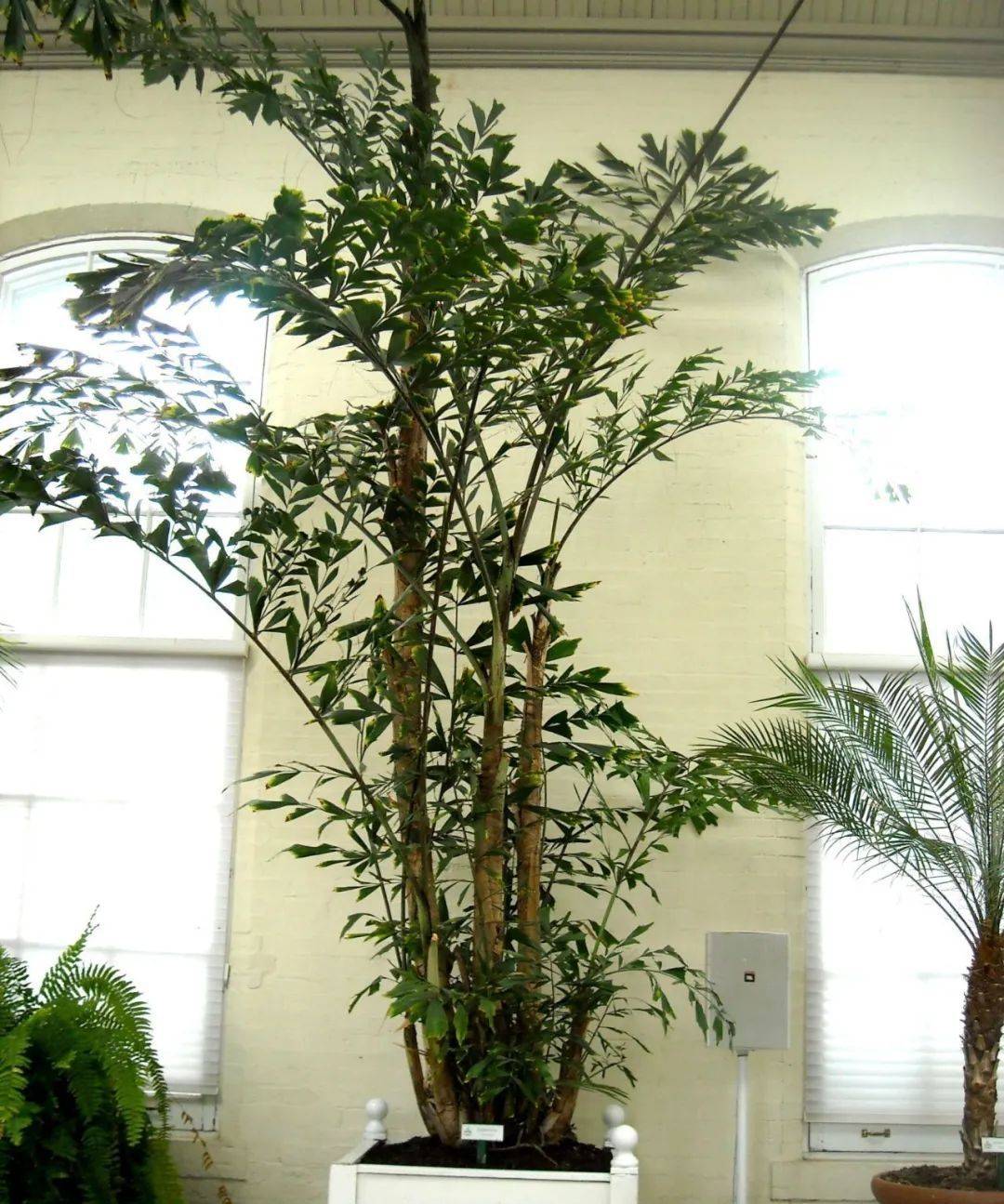 室內植物哪個好養(yǎng)活_室內比較好養(yǎng)的植物_室內養(yǎng)什么植物最好排名