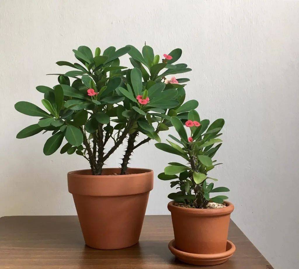 室內比較好養(yǎng)的植物_室內植物哪個好養(yǎng)活_室內養(yǎng)什么植物最好排名