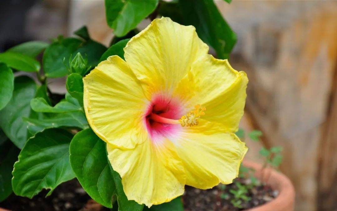 室內植物哪個好養(yǎng)活_室內養(yǎng)什么植物最好排名_室內比較好養(yǎng)的植物