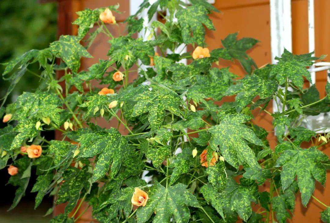 室內養(yǎng)什么植物最好排名_室內植物哪個好養(yǎng)活_室內比較好養(yǎng)的植物