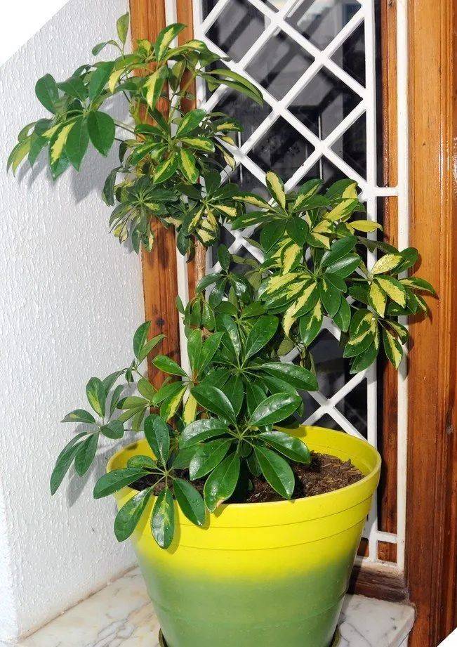 室內植物哪個好養(yǎng)活_室內養(yǎng)什么植物最好排名_室內比較好養(yǎng)的植物