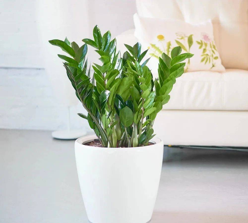 室內養(yǎng)什么植物最好排名_室內比較好養(yǎng)的植物_室內植物哪個好養(yǎng)活