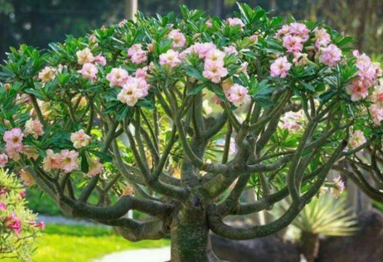 適合懶人養(yǎng)的花卉_花卉養(yǎng)適合懶人盆栽嗎_懶人養(yǎng)的花