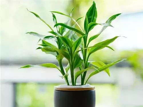 室內養綠植可以凈化空氣嗎_可以室內養的綠植_室內養綠植可以增加濕度嗎