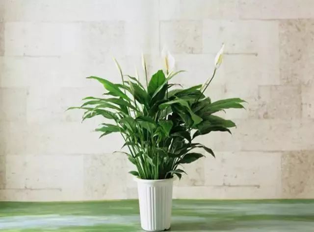 可以室內養的綠植_室內養綠植可以凈化空氣嗎_室內養綠植可以增加濕度嗎