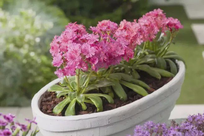 粉色花的多肉_粉色多肉都有哪些_開粉色花的多肉植物