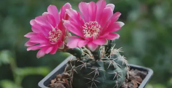 粉色多肉都有哪些_開粉色花的多肉植物_粉色花的多肉