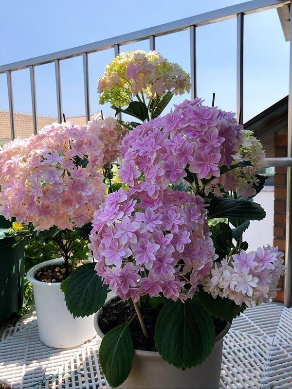 家里養(yǎng)花就選幾種_家里養(yǎng)什么花最好?有8種是首選_家庭養(yǎng)花的選擇